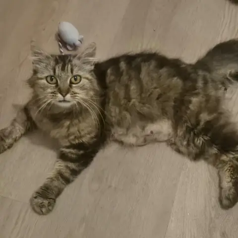 Vély