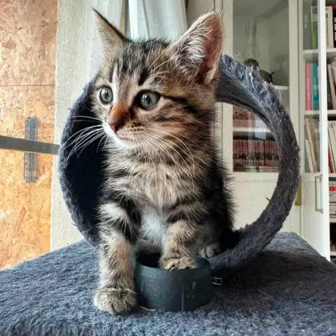 Java
