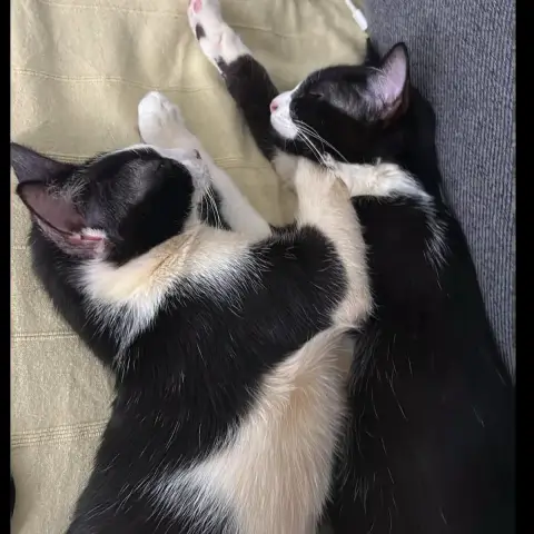 Kit Kat & Twix photo 2
