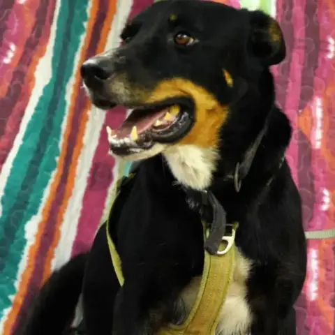 Jaki