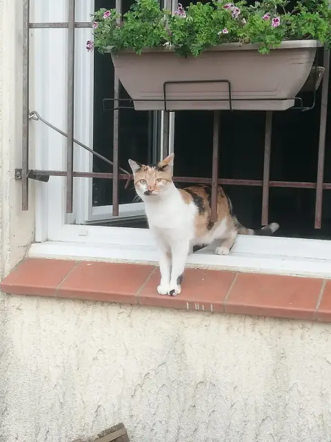 Tootsie