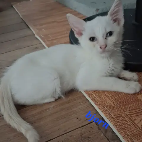 Bjorn photo 2