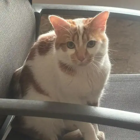 Noe