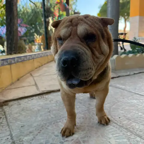 Sumo