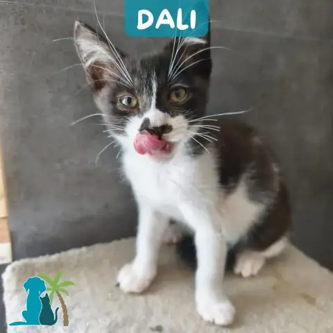 Dali