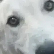Ella