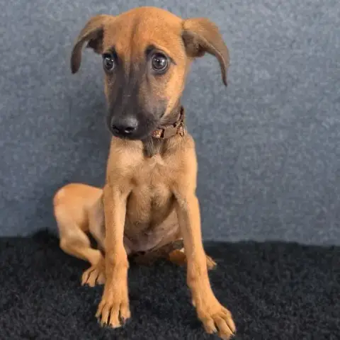 Rookie photo 2