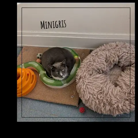 Minigris photo 3