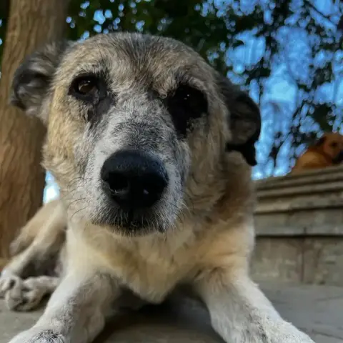 Kira photo 3