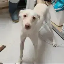 Copito