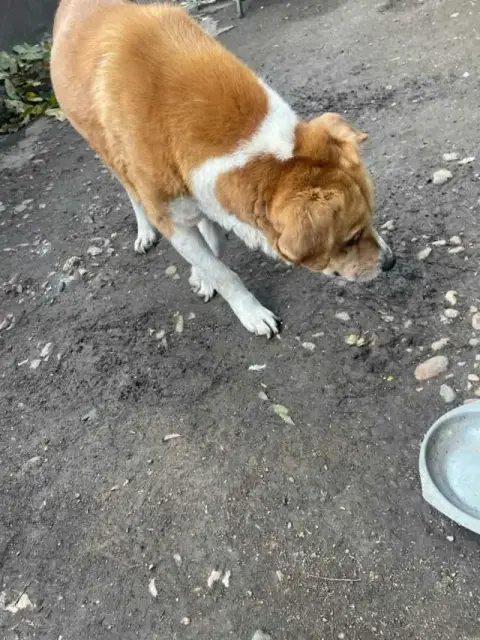 Romeo2 photo 2