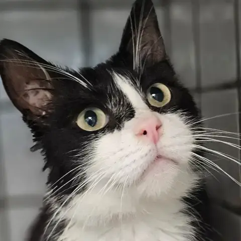 Felix