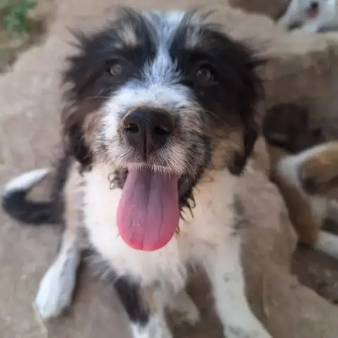 Kala photo 3
