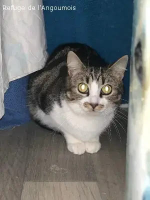Sybelle