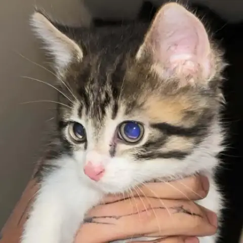 Berlioz