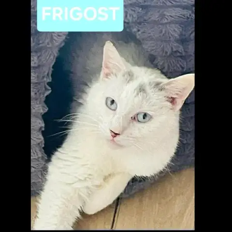 Frigost