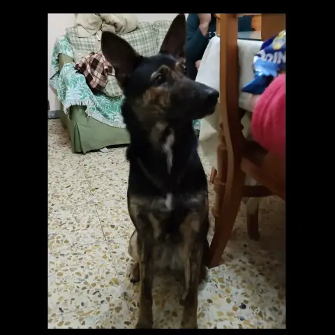 Lulu photo 2