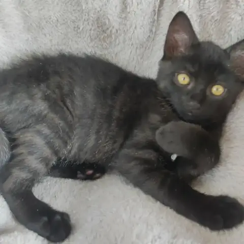 Booba
