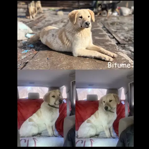 Bitume