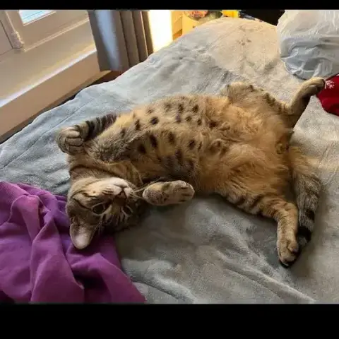 Simba photo 2