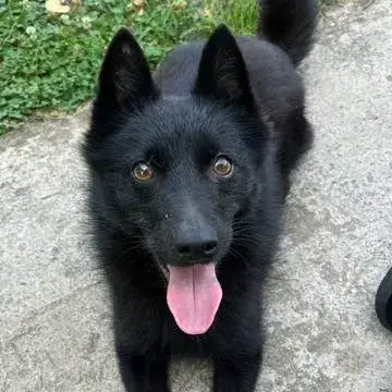 Aiko