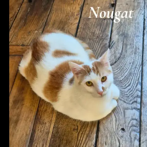 Nougat