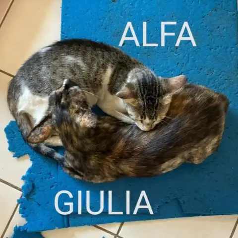 Alfa photo 2
