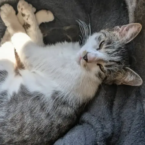 Louisa