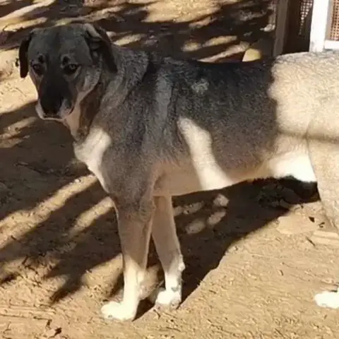 Pablo