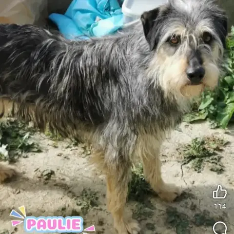 Paulie photo 2