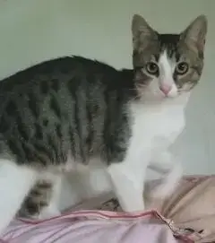 Sella