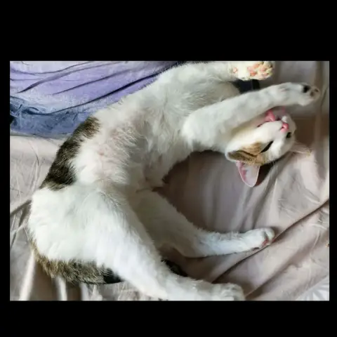 Adélaïde