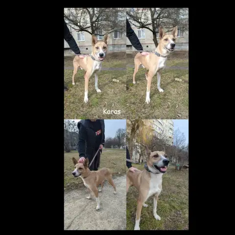 Karas