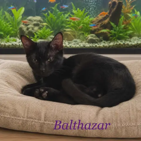 Balthazar