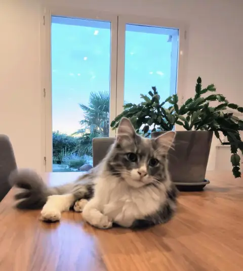 Adopter Timo