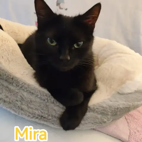 Mira