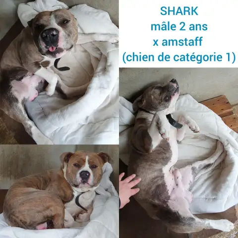 Shark
