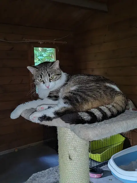 Sidonie