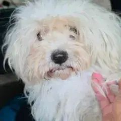 Lilou photo 2
