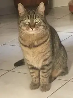 Teni
