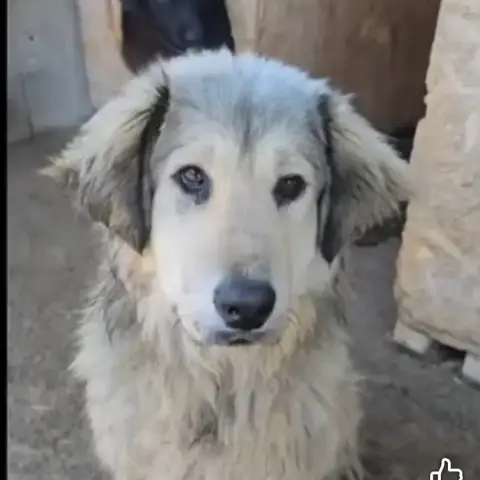 Dora