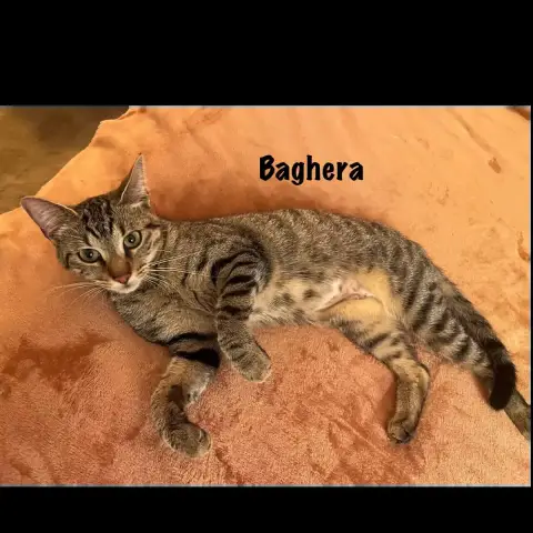 Bahghera photo 2