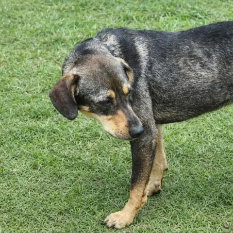 Hugo photo 3