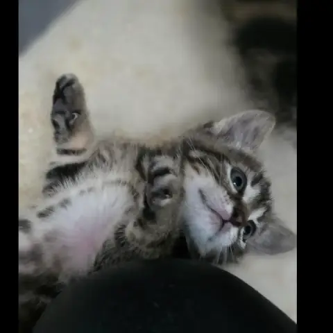 Sora photo 3