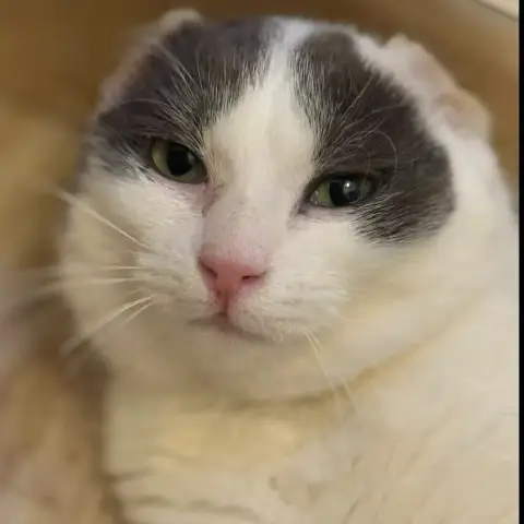 Jasmine
