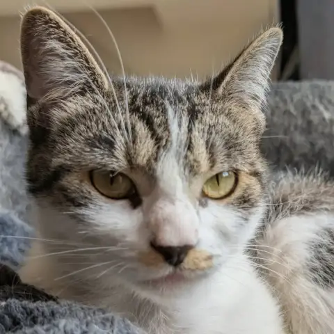 Louisa