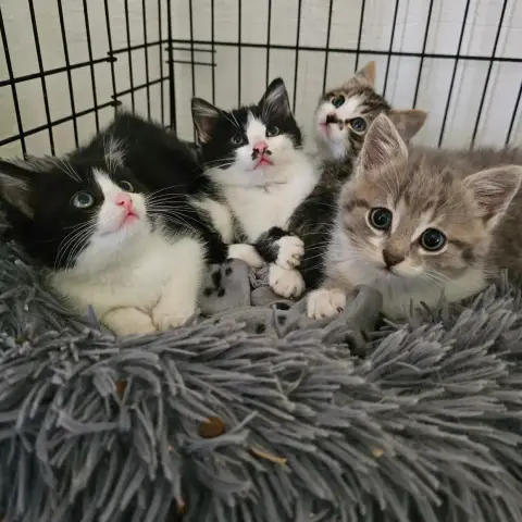 Chatons À L'Adoption