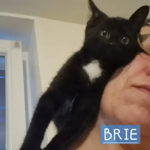 Brie