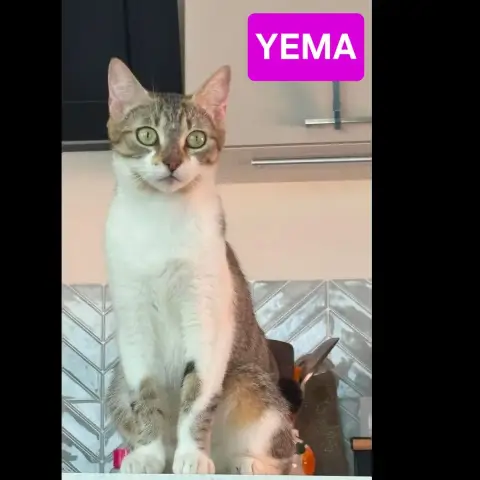 Yema