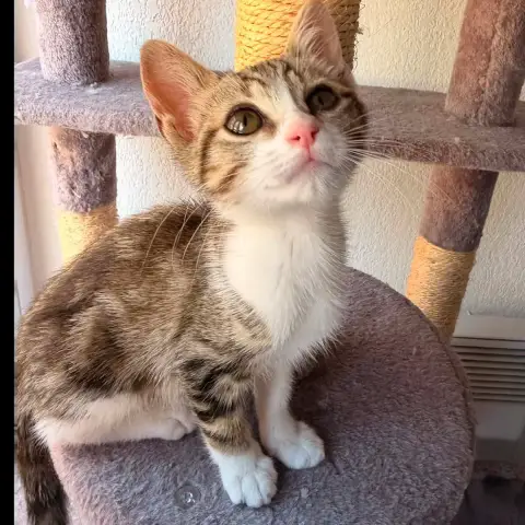 Kora